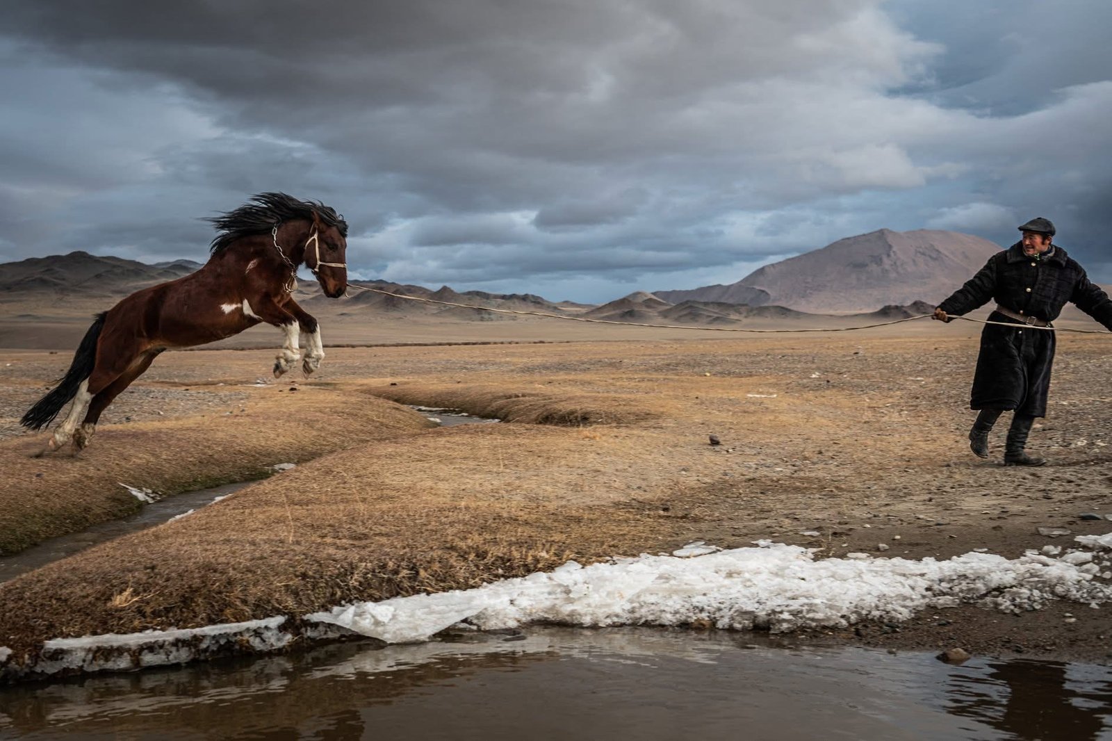 Mongolian horseman taming a horse on the Altai steppe